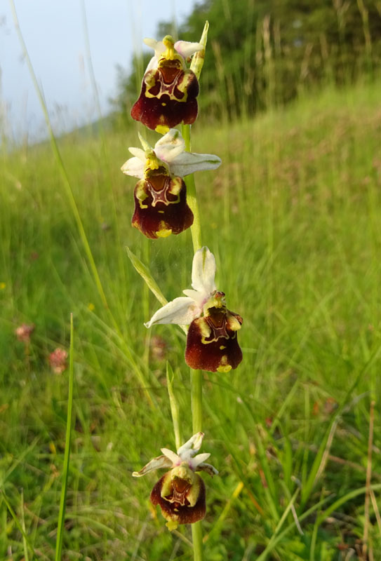 Ophrys holosericea, tetraloniae o untchjii ? ......holosericea.